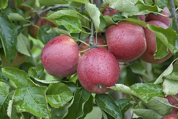 502270 - Orchard apple (Malus x domestica 'Elshof')