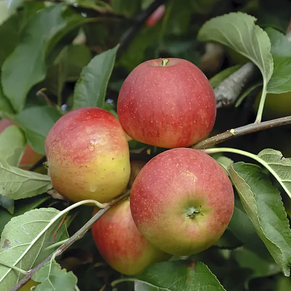 454037 - Orchard apple (Malus x domestica 'Elstar')