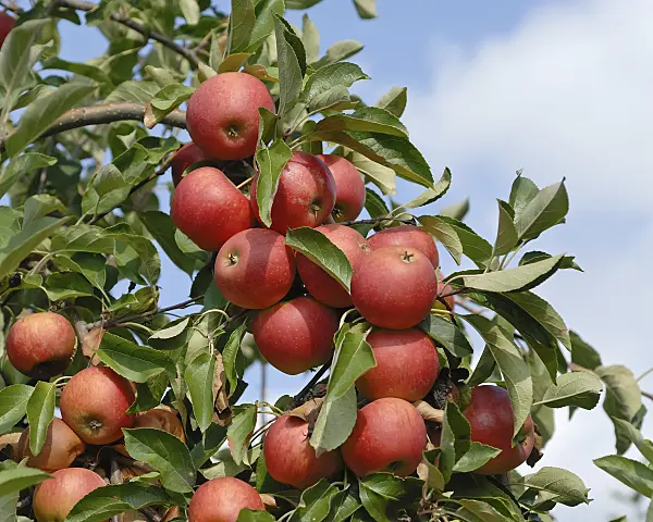 471411 - Orchard apple (Malus x domestica 'Elstar')