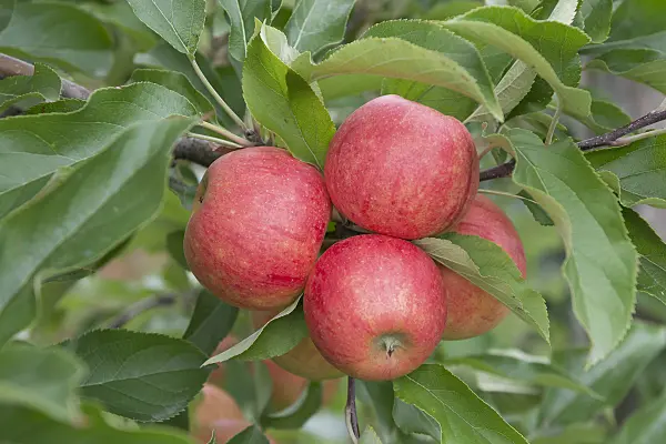 625266 - Orchard apple (Malus x domestica 'Elstar')