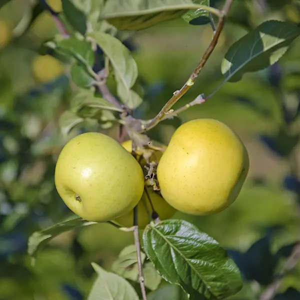 517316 - Orchard apple (Malus x domestica 'Engelsberger Renette')