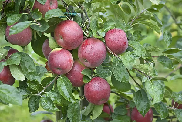 502271 - Orchard apple (Malus x domestica 'Enterprise')