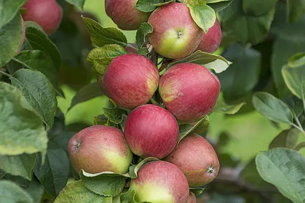 625267 - Orchard apple (Malus x domestica 'Erbachhofer Weinapfel')