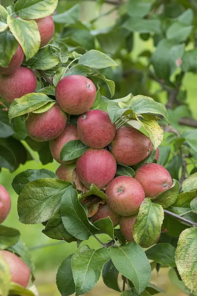 625268 - Orchard apple (Malus x domestica 'Erbachhofer Weinapfel')