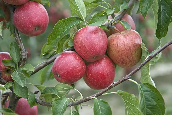502292 - Orchard apple (Malus x domestica 'Evelina')