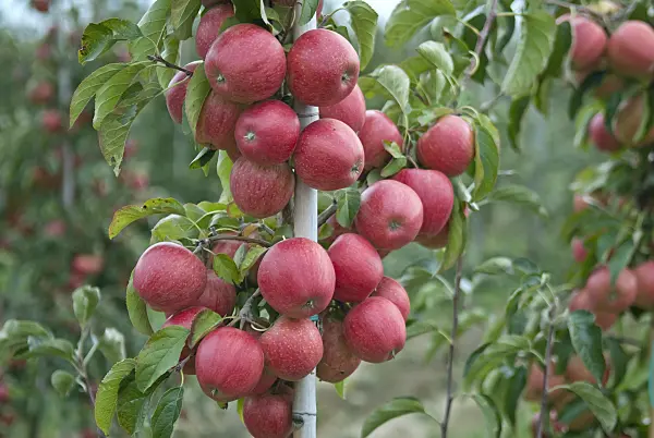 502293 - Orchard apple (Malus x domestica 'Evelina')