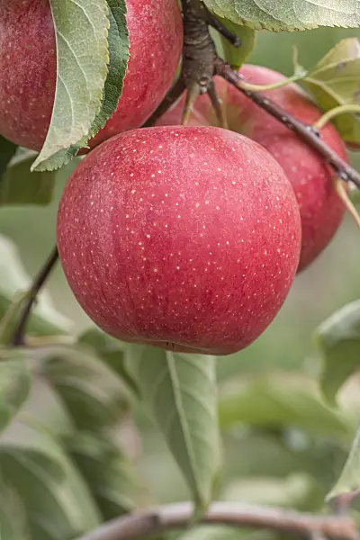 635122 - Orchard apple (Malus x domestica 'Evelina')