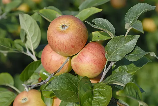 471412 - Orchard apple (Malus x domestica 'Evzika')