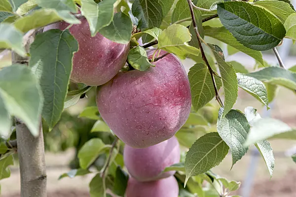 635076 - Orchard apple (Malus x domestica 'Florina')