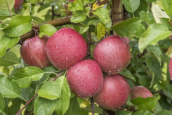 616021 - Orchard apple (Malus x domestica 'Fuji')