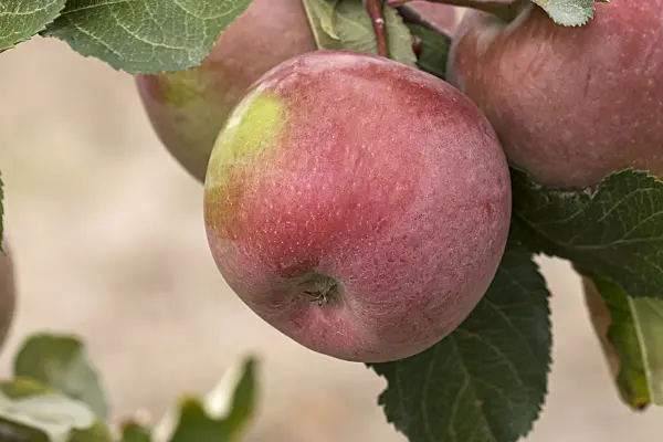 635077 - Orchard apple (Malus x domestica 'Fuji')