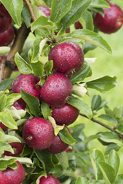 616022 - Orchard apple (Malus x domestica 'Gaia')