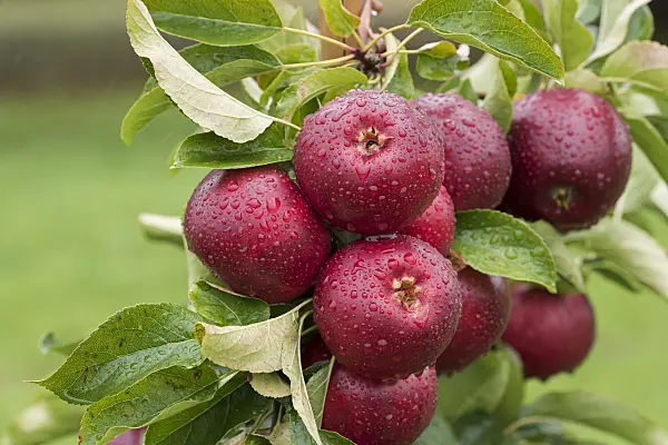 616023 - Orchard apple (Malus x domestica 'Gaia')