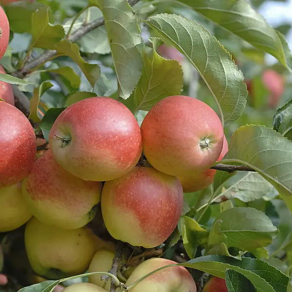 471416 - Orchard apple (Malus x domestica 'Gala')