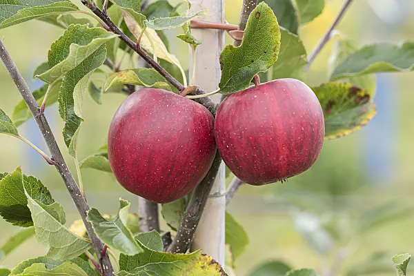 616026 - Orchard apple (Malus x domestica 'Gala Galaxy')