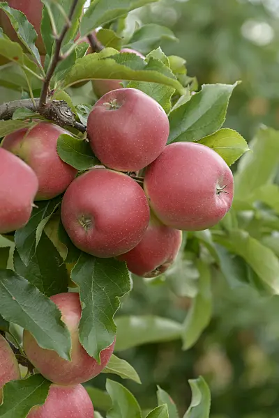 547204 - Orchard apple (Malus x domestica 'Gala King')