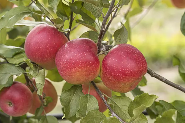 635123 - Orchard apple (Malus x domestica 'Galiwa')