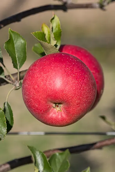 675254 - Orchard apple (Malus x domestica 'Galiwa')