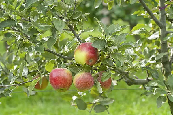 502272 - Orchard apple (Malus x domestica 'Geheimrat Breuhahn')