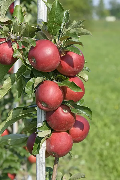 575147 - Orchard apple (Malus x domestica 'Gemini')