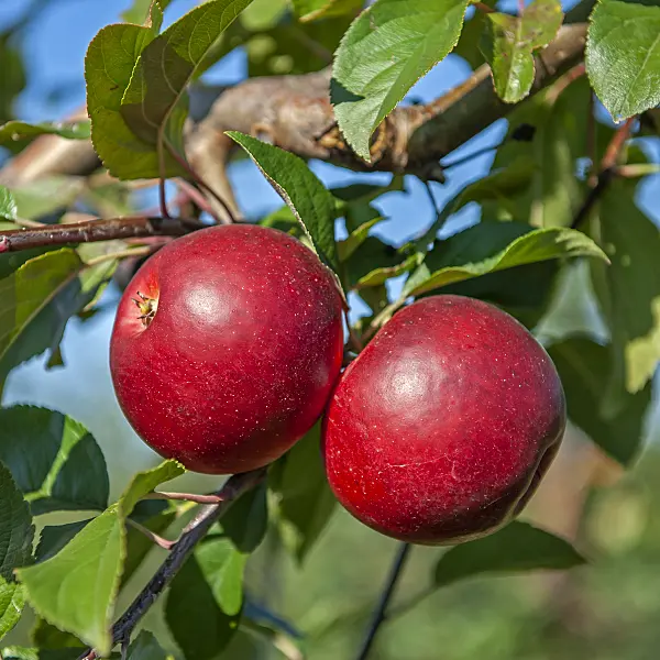 616028 - Orchard apple (Malus x domestica 'Gerlinde')