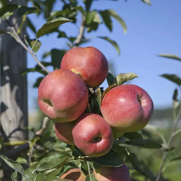 517318 - Orchard apple (Malus x domestica 'Gestreifter Herbstkalvill') in front of a blue sky