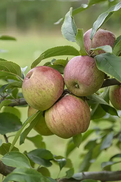 547182 - Orchard apple (Malus x domestica 'Gewürzluiken')