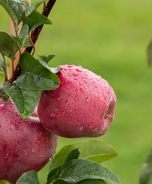 664256 - Orchard apple (Malus x domestica 'Gloster')