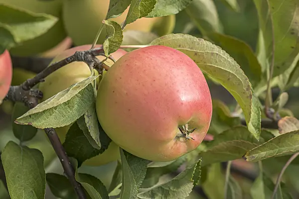 635078 - Orchard apple (Malus x domestica 'Gold Pink')