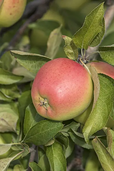 635079 - Orchard apple (Malus x domestica 'Gold Pink')