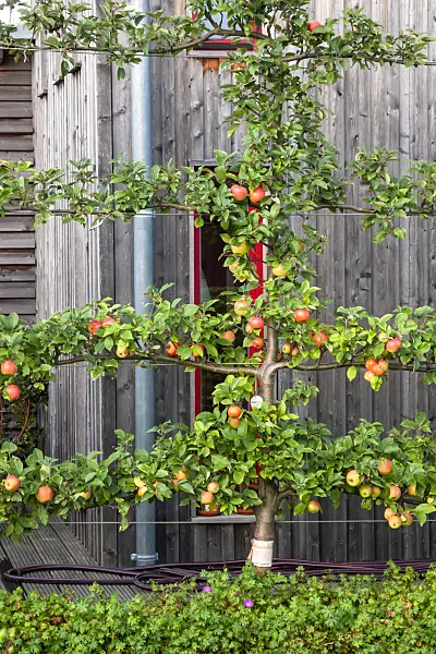 464046 - Orchard apple (Malus x domestica 'Goldparmäne')