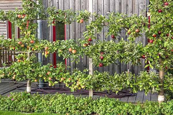 464047 - Orchard apple (Malus x domestica 'Goldparmäne')