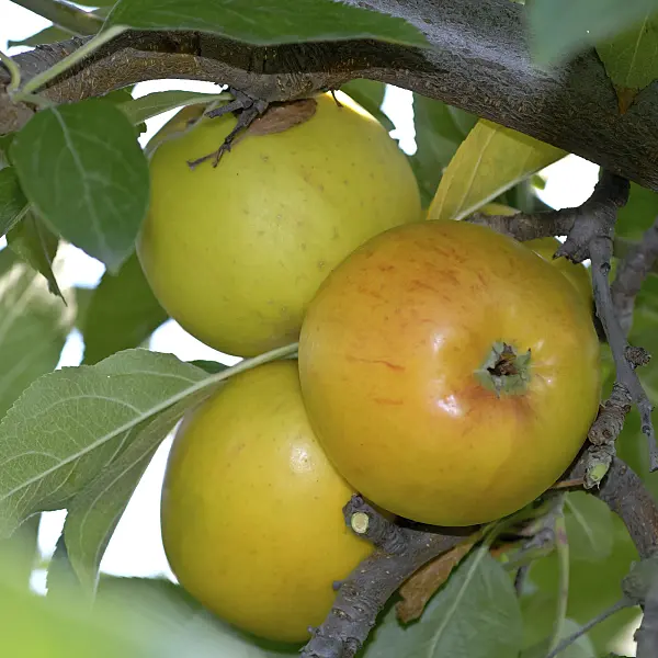471418 - Orchard apple (Malus x domestica 'Goldparmäne')