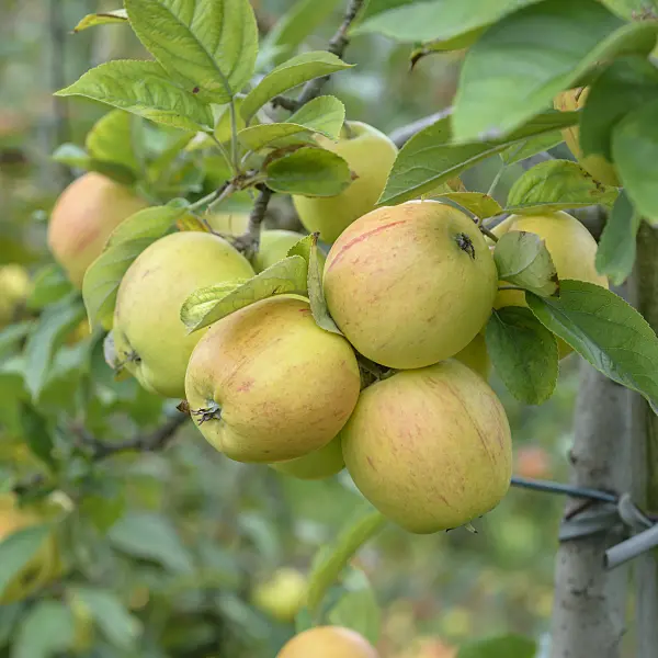 575164 - Orchard apple (Malus x domestica 'Goldparmäne')