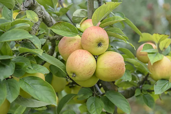 575165 - Orchard apple (Malus x domestica 'Goldparmäne')