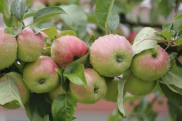 535351 - Orchard apple (Malus x domestica 'Gravensteiner')