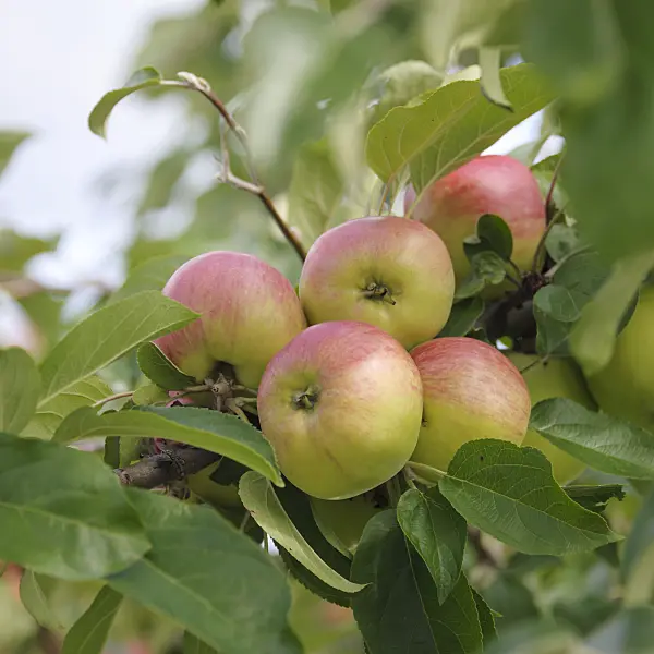 535352 - Orchard apple (Malus x domestica 'Gravensteiner')