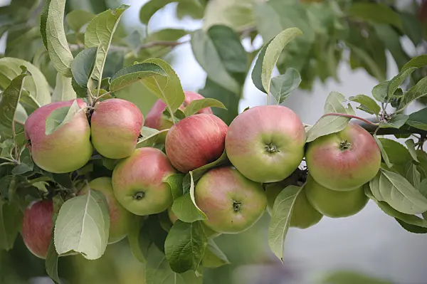 535353 - Orchard apple (Malus x domestica 'Gravensteiner')