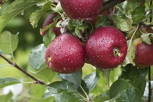 616032 - Orchard apple (Malus x domestica 'Gusto')