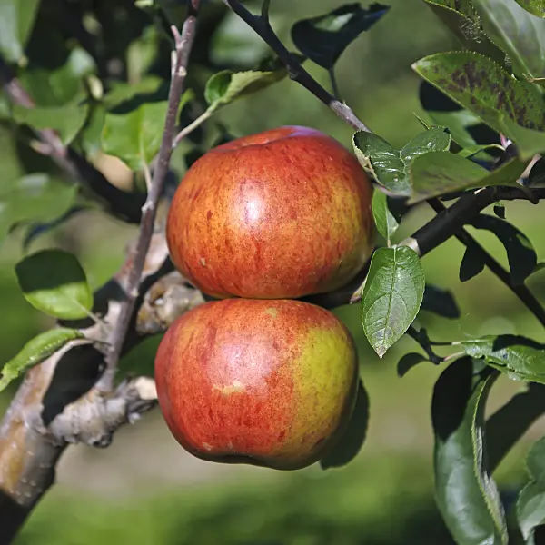 517320 - Orchard apple (Malus x domestica 'Hauxapfel')