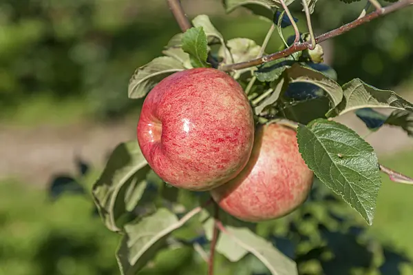 625269 - Orchard apple (Malus x domestica 'Heuchelheimer Schneeapfel')