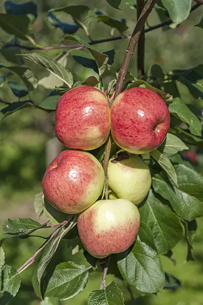 625270 - Orchard apple (Malus x domestica 'Heuchelheimer Schneeapfel')