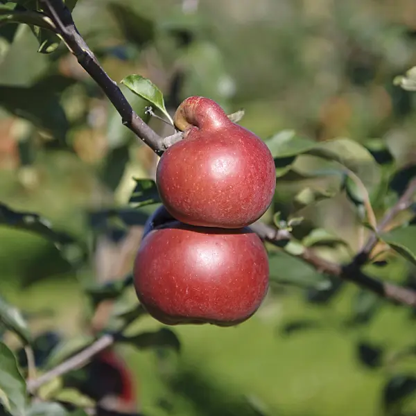 517322 - Orchard apple (Malus x domestica 'Himbeerapfel von Holowaus')