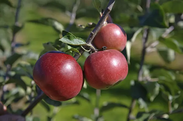 517323 - Orchard apple (Malus x domestica 'Himbeerapfel von Holowaus')
