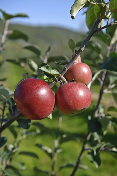 517324 - Orchard apple (Malus x domestica 'Himbeerapfel von Holowaus')