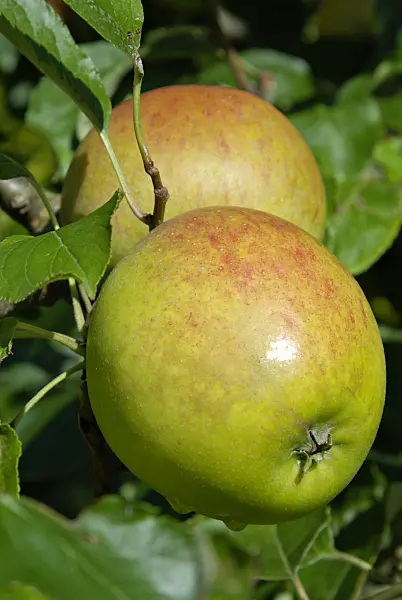 460009 - Orchard apple (Malus x domestica 'Holsteiner Cox')