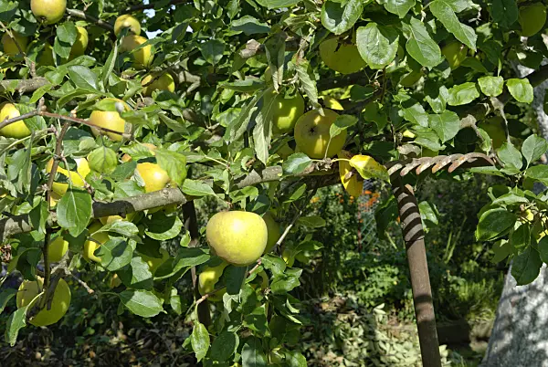 460007 - Orchard apple (Malus x domestica 'Holsteiner Cox') propped by a rake