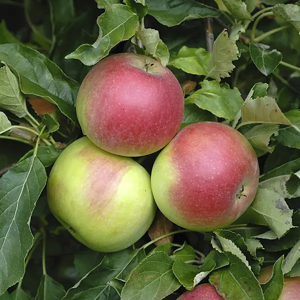 454038 - Orchard apple (Malus x domestica 'Idared')