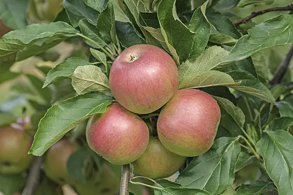 547184 - Orchard apple (Malus x domestica 'Idared')