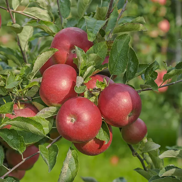 558164 - Orchard apple (Malus x domestica 'Idared')